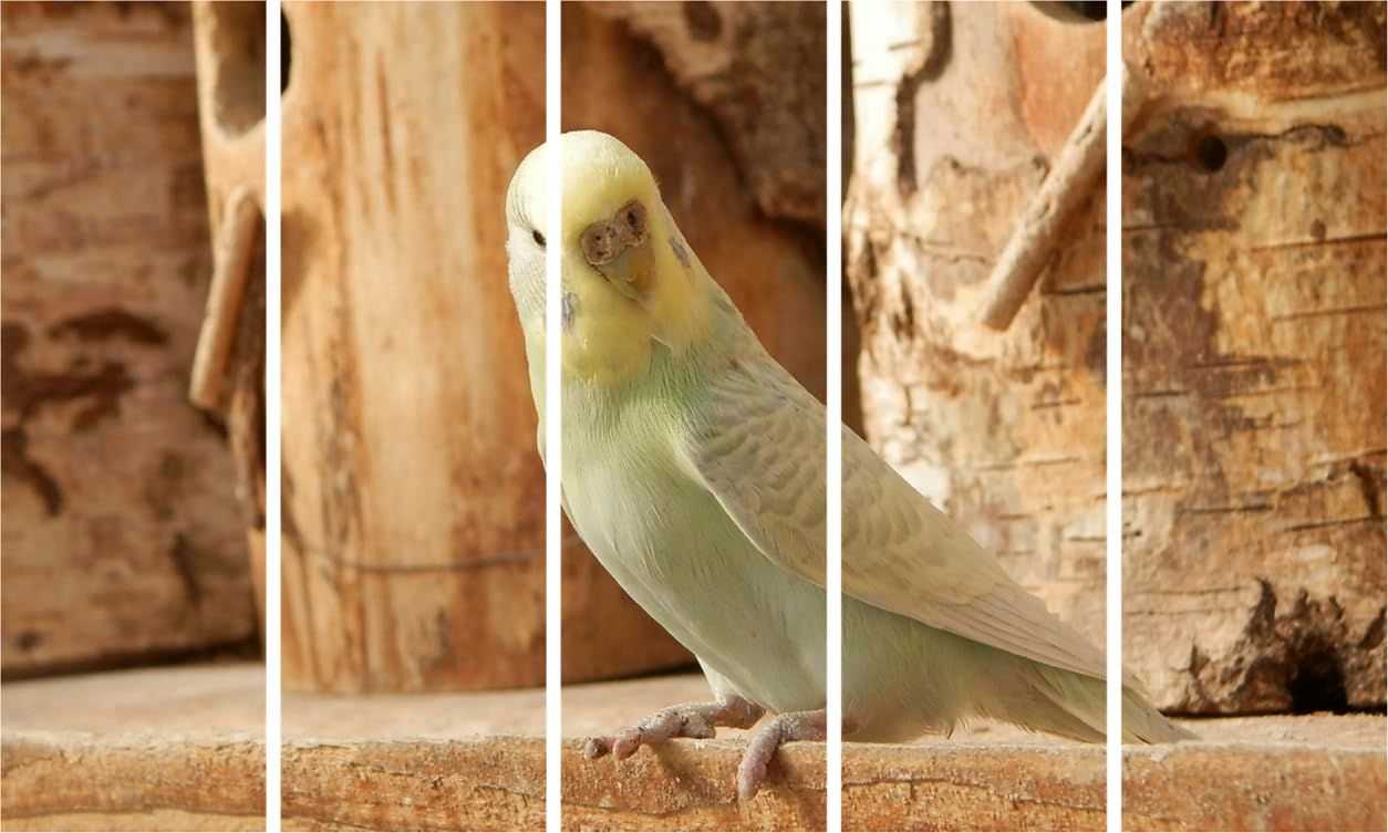 Tweet Dreams: 5-Frame Bird Bonanza Wall Art to Make Your Walls Chirp (150x76cm Framed)
