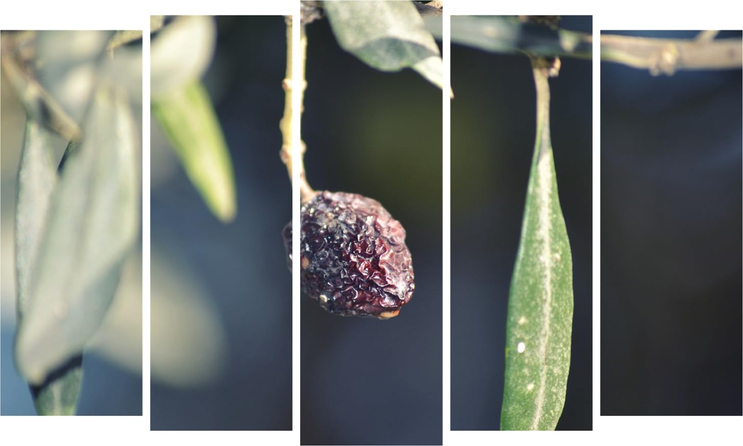 Olive It Up: 5-Panel Framed Photography Wall Art