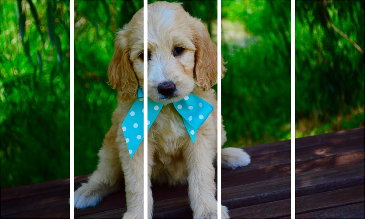 Pup-arazzi Party Photography Framed Wall Art: Cute Puppy Multi-Frame Delight (127x76cm)