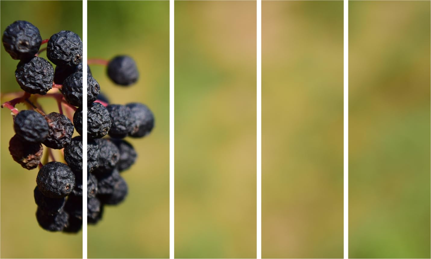 Five-panel Berry-blast Wall Art That'll Make Your Walls Jealous - Multi-Frame Photography Framed Art (127x76cm) hung above a sofa