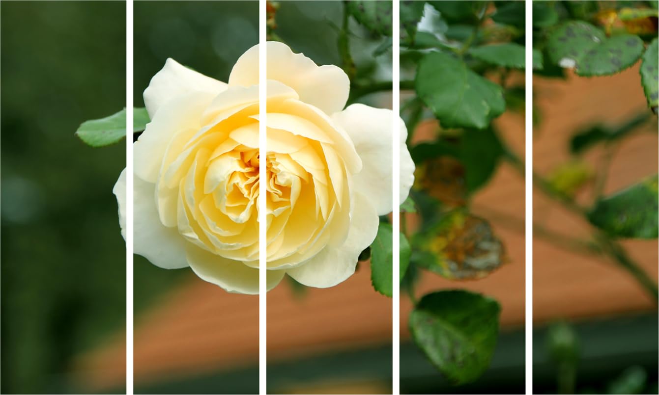 Rose-tastic Multi-Frame Framed Photography Wall Art That'll Make Your Walls Blossom (127x76cm) displaying vibrant yellow rose panels on a neutral wall.