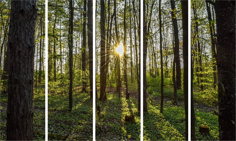 Forest-tastic Multi-Frame Framed Wall Art Thatll Make Your Walls Swoon - Lush Woodland Escape Ready to Hang (150x76cm)
