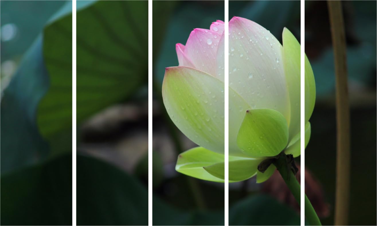 Lotus-tastic 5-Panel Framed Photography Wall Art That'll Make Your Walls Bloom (127x76cm)