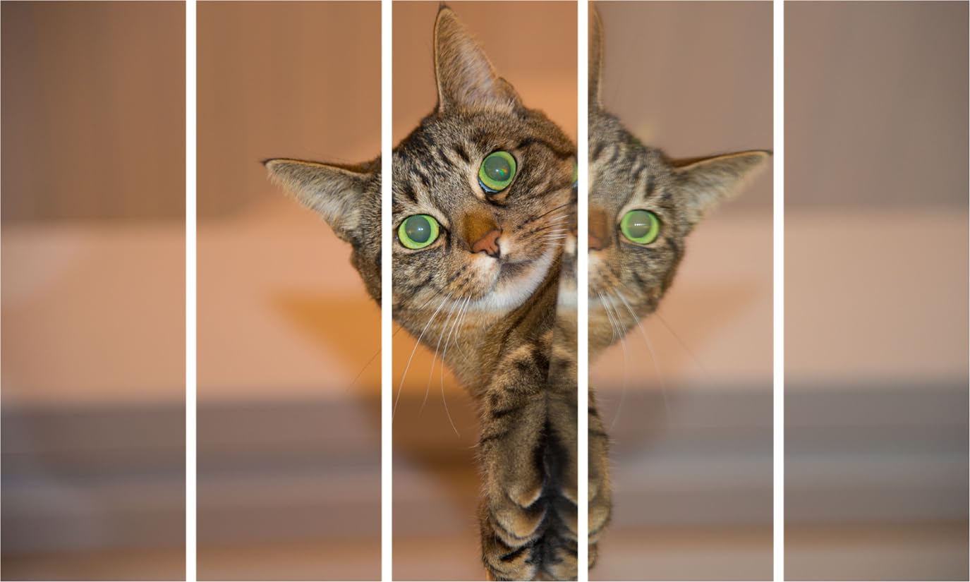 Cat-tastic Multi-Frame Photography Framed Wall Art That'll Make You Purr (150x76cm)