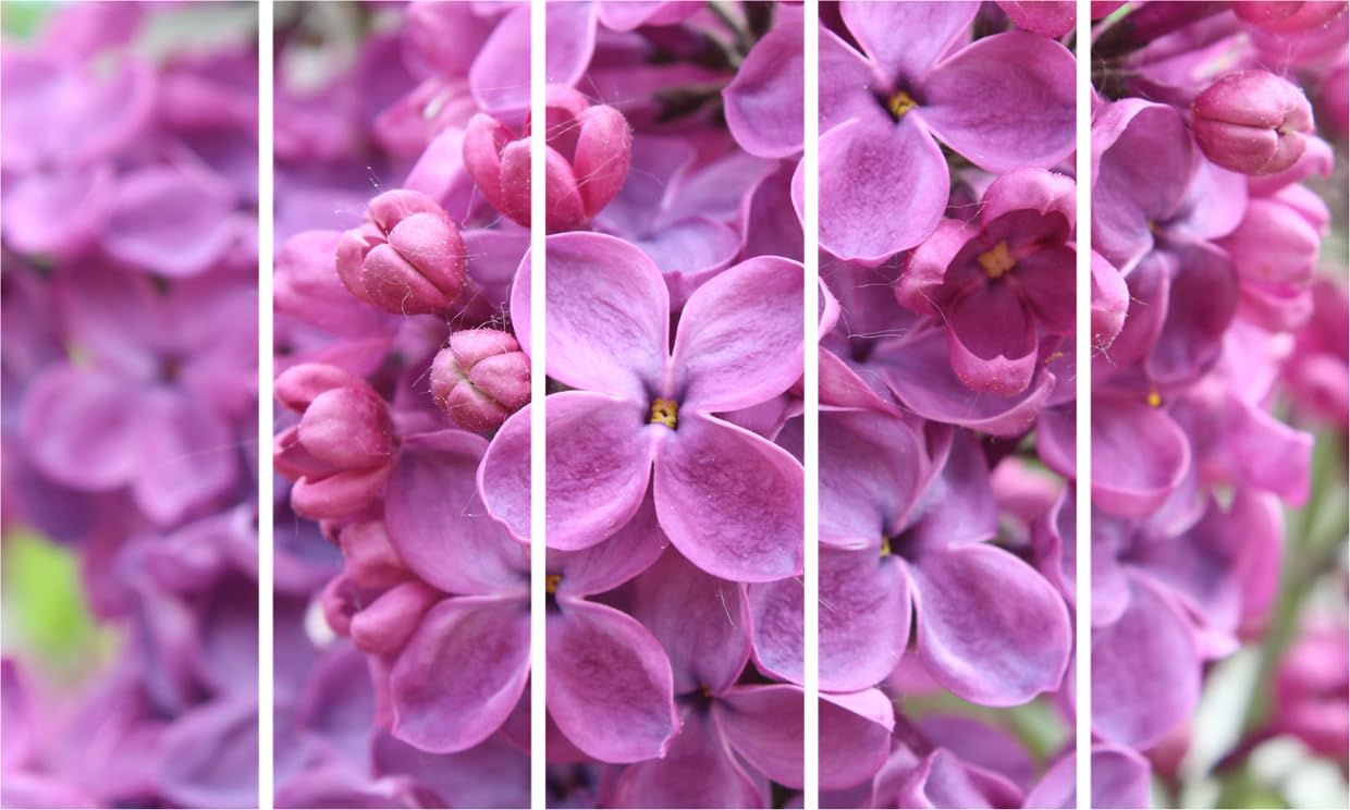 Lilac-tastic Photography Framed Wall Art Set Ready to Bloom Your Space
