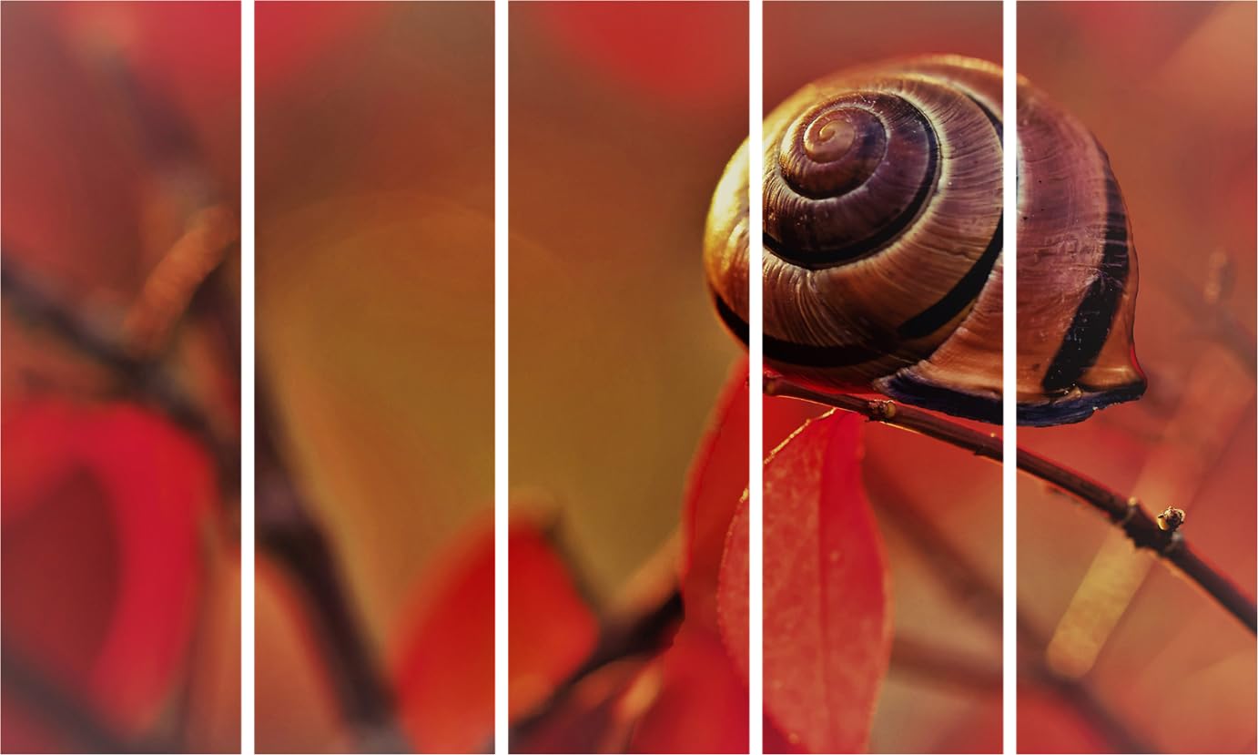 Shellebrate Your Space: Multi-Frame Shell Photography Framed Wall Art (127x76cm)