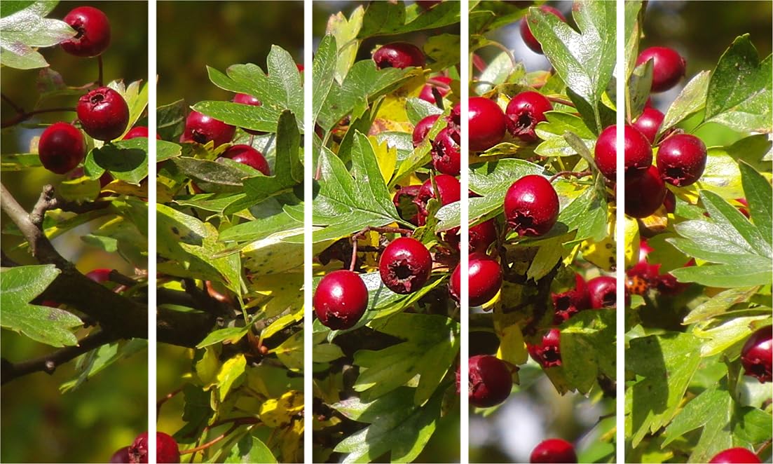 Berrylicious Multi-Frame Photography Thats a Feast for Eyes Wall Art showcasing vibrant red berries across five framed panels