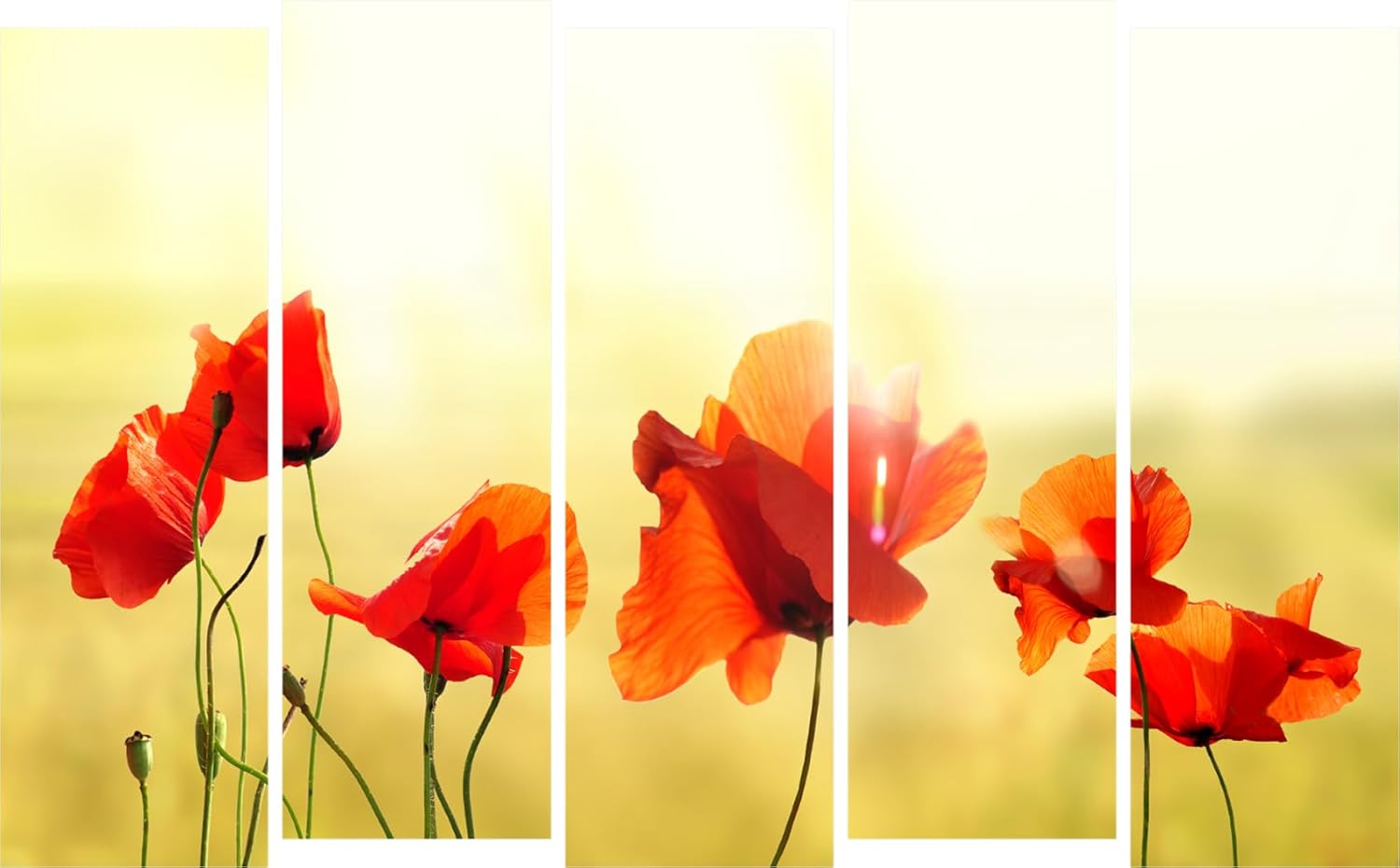 Flower Power Multi-Frame Wall Art  Framed Floral Photography Extravaganza