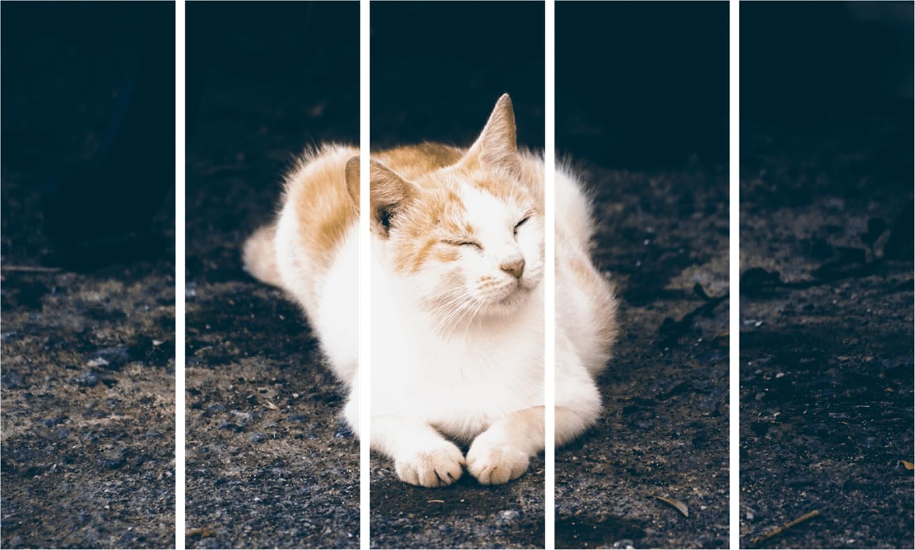 Cat-astic Multi-Frame Wall Art That'll Make Your Walls Purr  Framed Feline Fiesta (127x76cm)