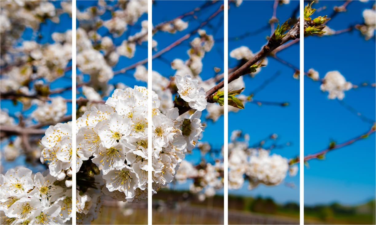 Orchard Blossom Mania: Framed Photography Wall Art That'll Make Your Room Bloom (150x76cm)