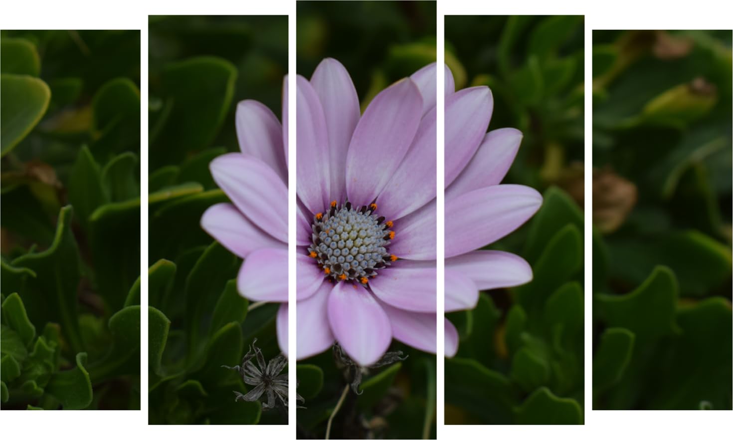 Flower-tastic Five-Panel Framed Photography Wall Art That'll Make Your Walls Blossom (127x76cm)