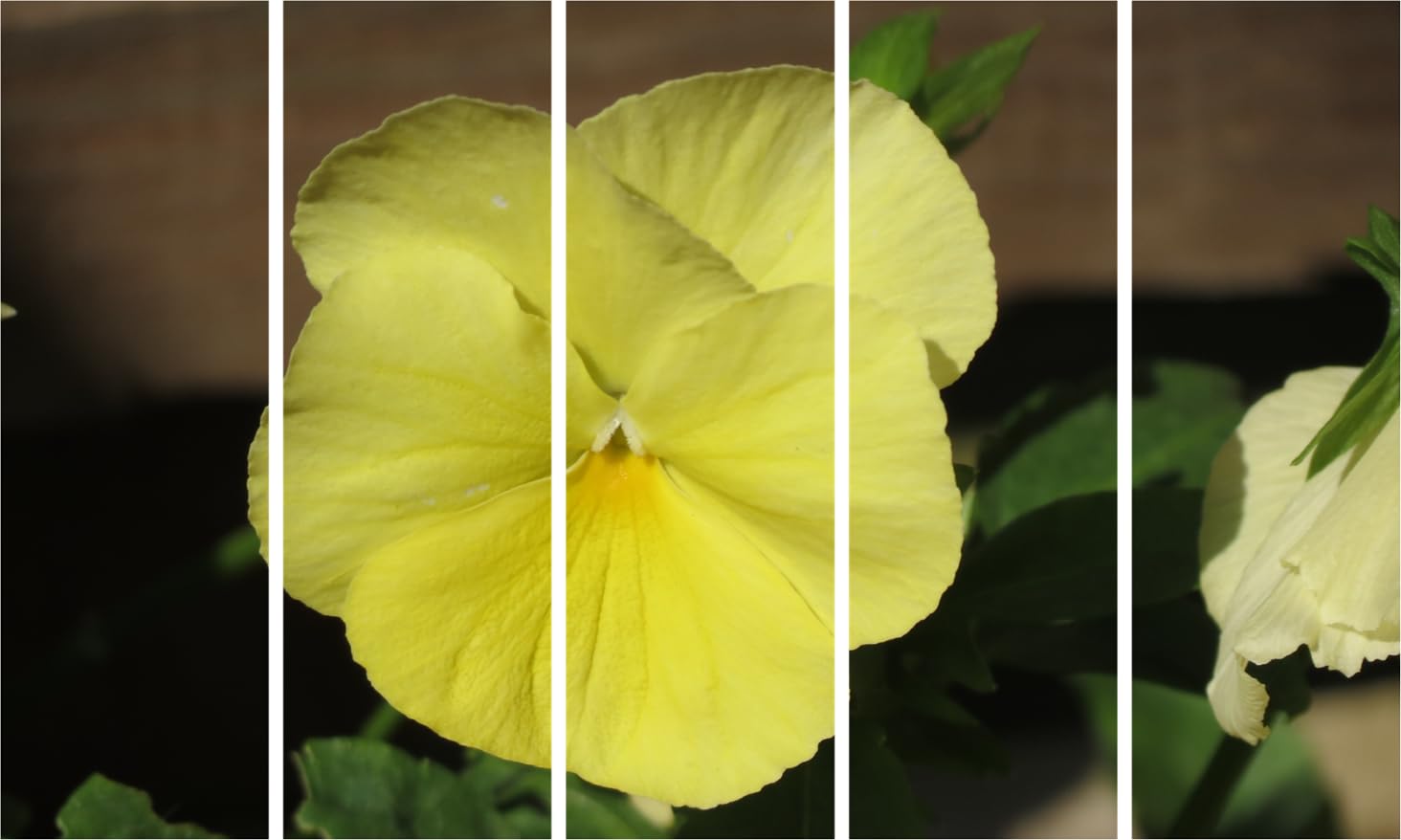 Flower Power Frame Fiesta: 5-Panel Framed Floral Photography Wall Art Ready to Bloom (127x76cm)