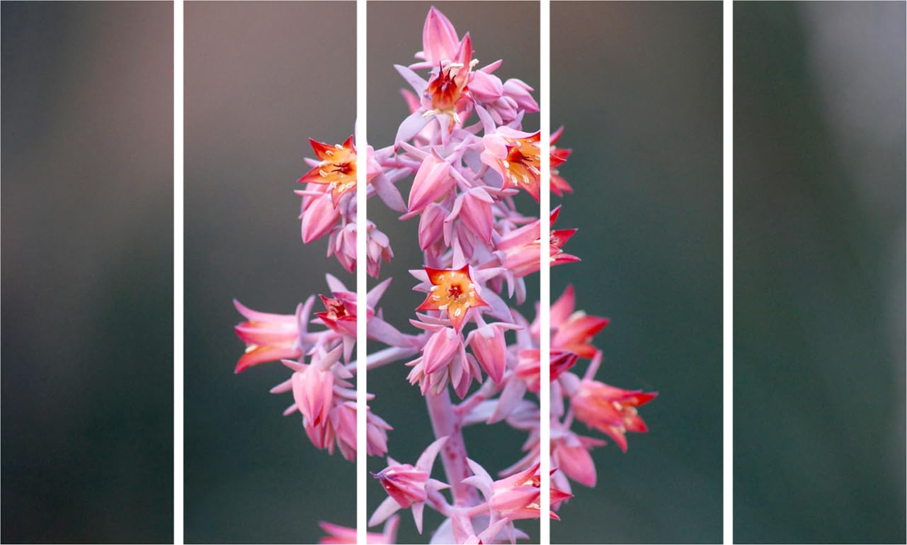 Flower-Tastic Framed Multi-Frame Photography Wall Art That'll Make Your Walls Bloom (150x76cm)