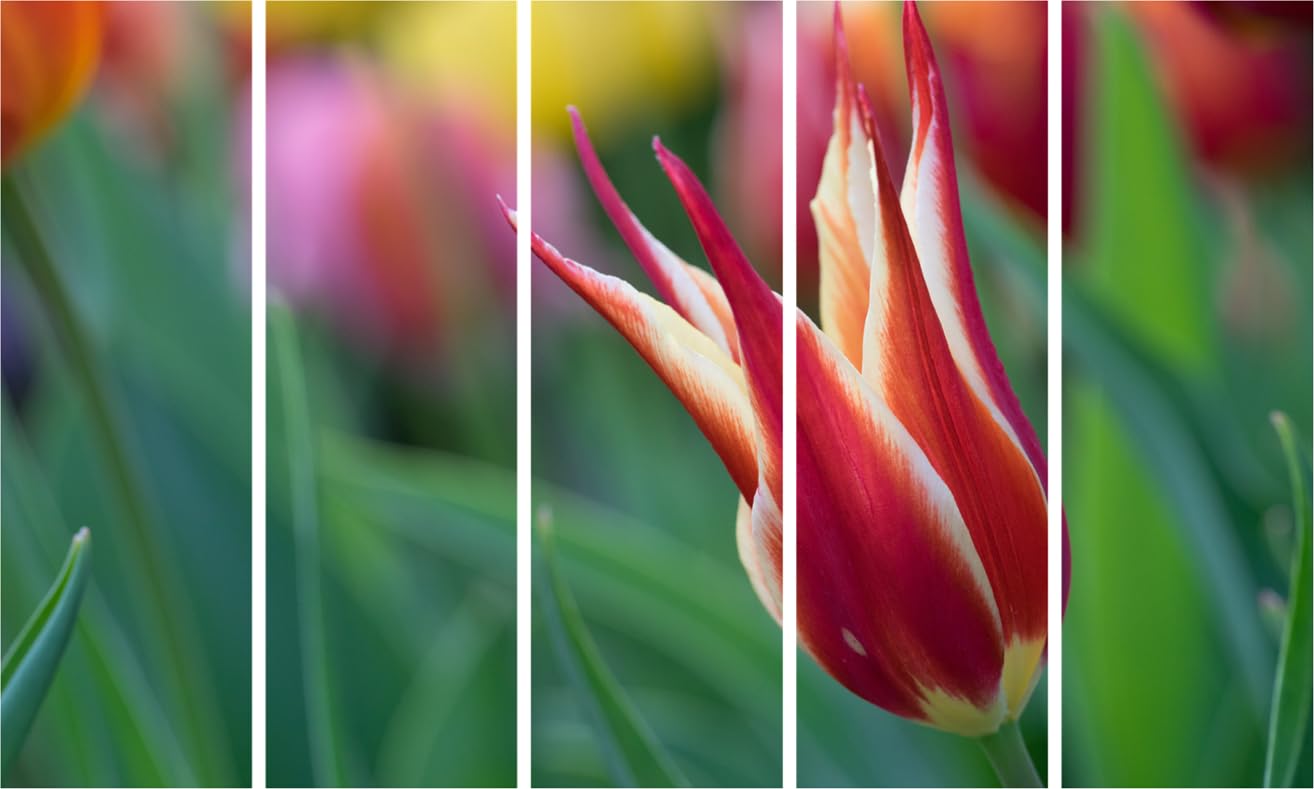 Petal Party Multi-Frame Photography Framed Wall Art