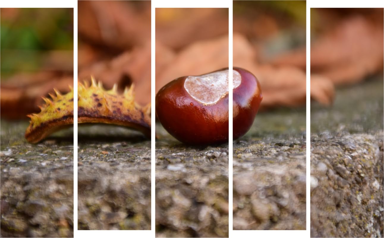 Chestnut Chat: 5-Panel Framed Photography Wall Art That Speaks Volumes