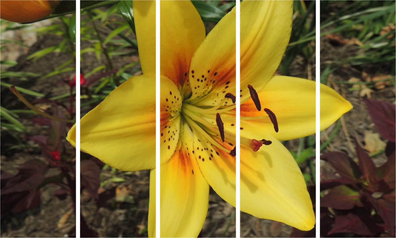 Flower Power Photography Wall Art: 5-Frame Framed Floral Fiesta (150x76cm)