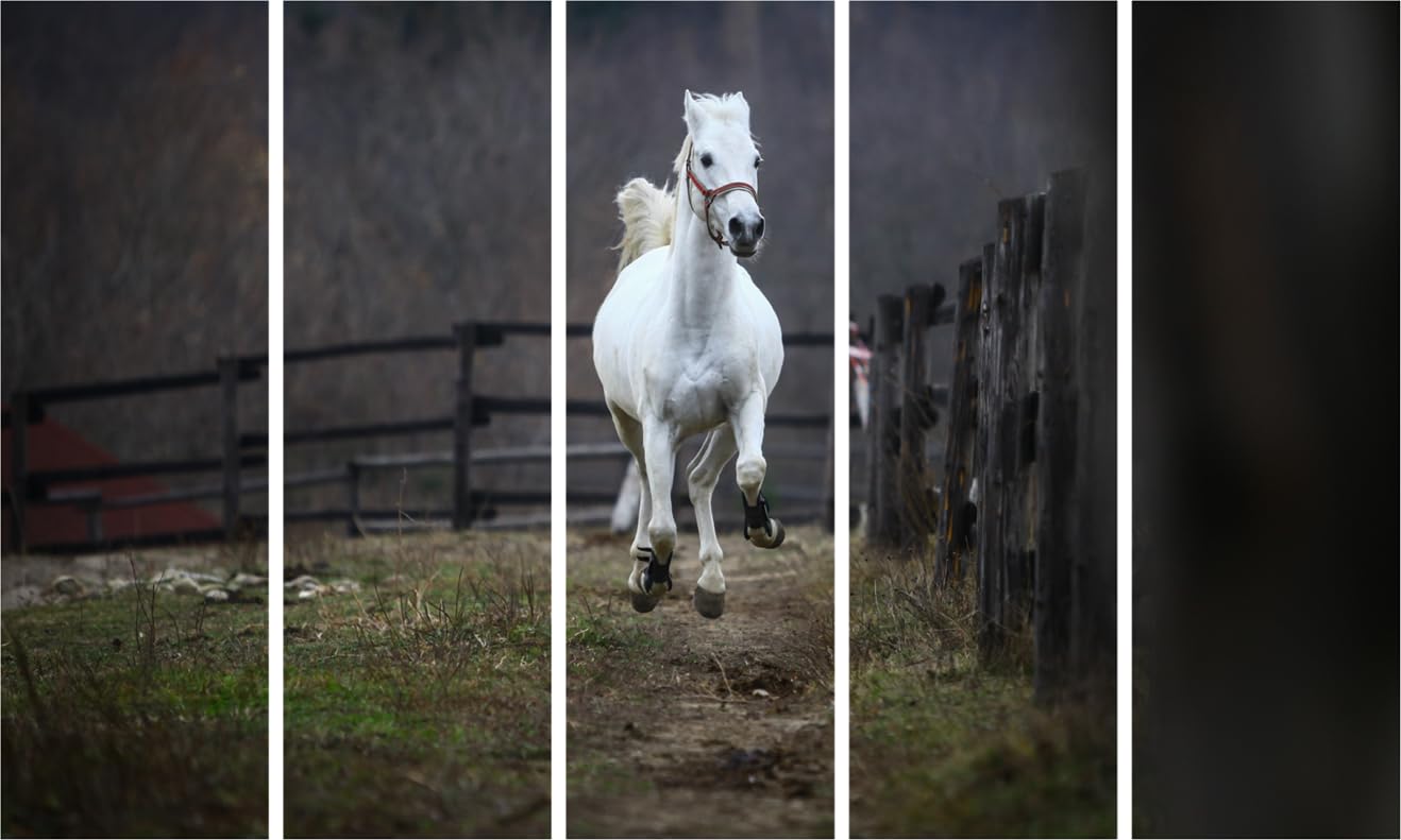 Image of Gallop Your Walls Happy: Running Horse Photography Wall Art, featuring five panels of dynamic horse prints mounted on the wall