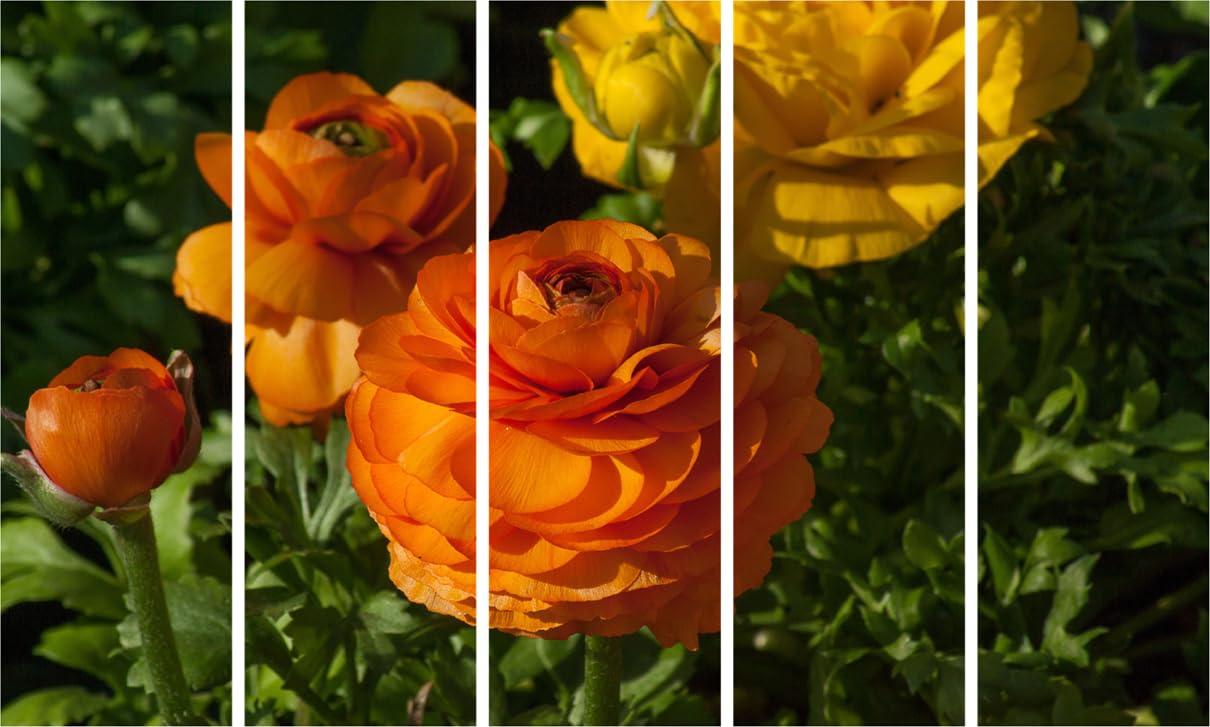 Flower Power Photography Framed Wall Art That'll Make Your Walls Bloom - Multi-Panel (127x76cm)