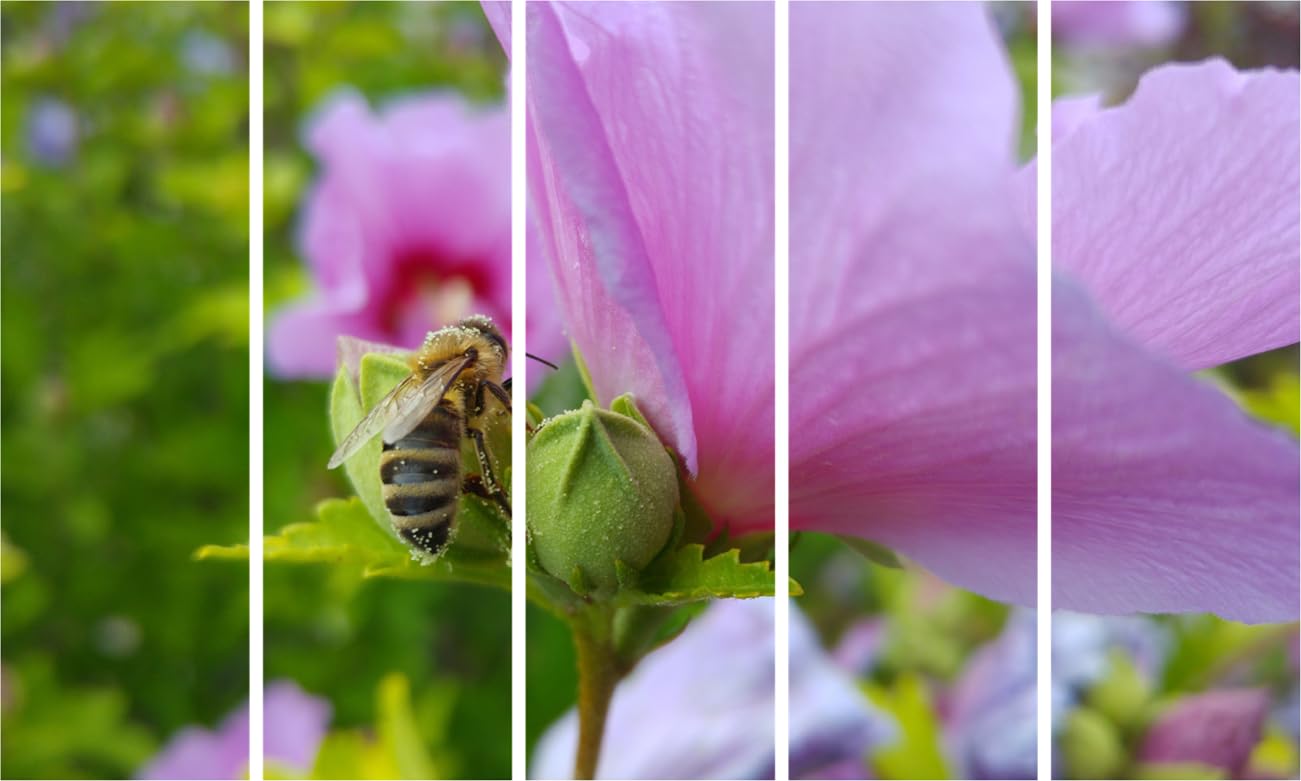 Floral Photography Framed Wall Art Fiesta - Five Panel Bloom Blast