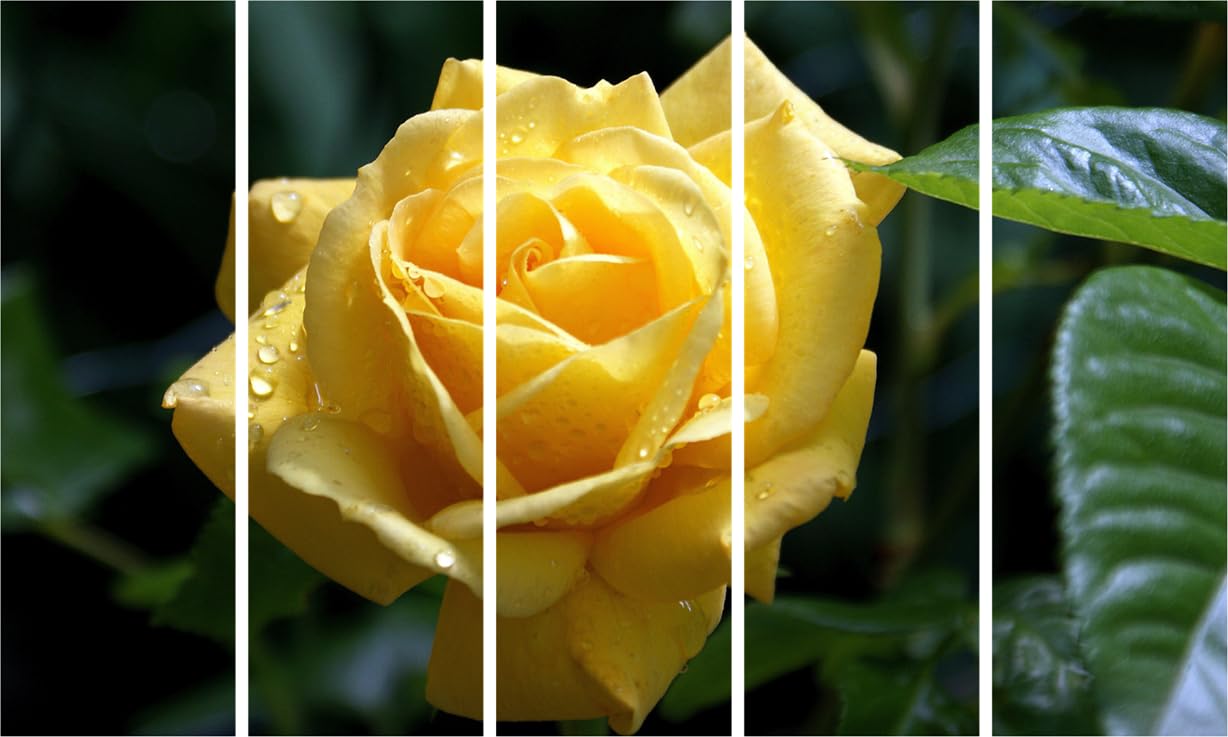 Bloom-tastic Sunshine Multi-frame Wall Art Photography Framed to Brighten Your Space (127x76cm) featuring vibrant yellow flowers.