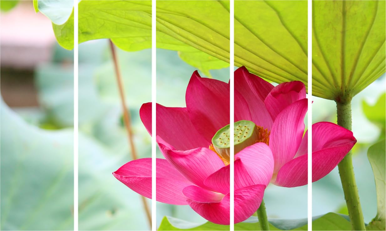Lotus & Laughs: Framed Photography Wall Art That'll Make Your Walls Blossom (127x76cm Multiframe)
