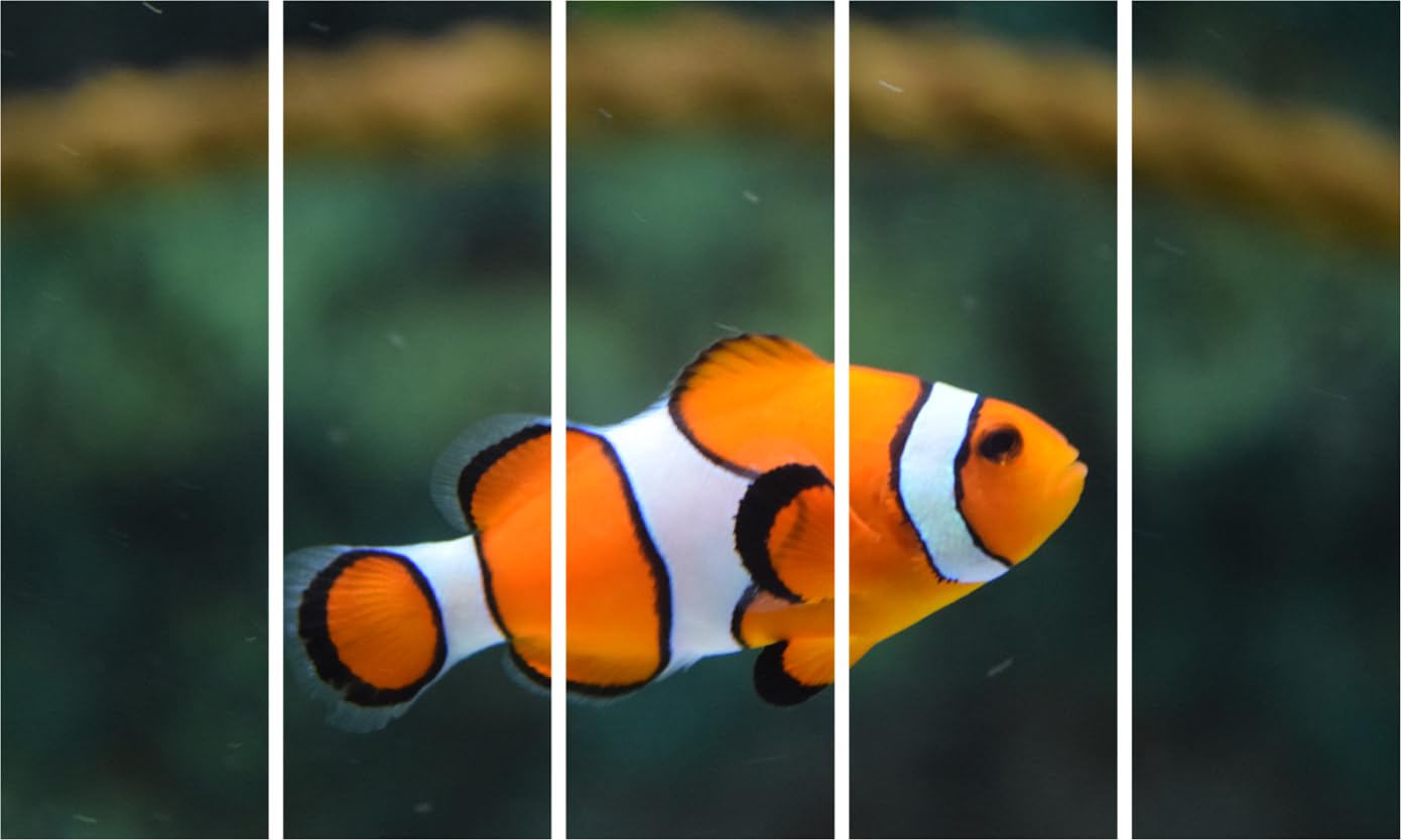 Fish-tastic Multi-Frame Photography Framed Wall Art That Schools Your Walls
