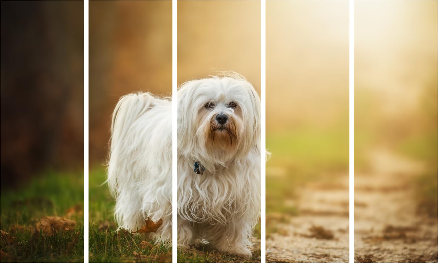 Image of Pawsitively Fetching Framed Dog Wall Art That'll Make Your Tail Wag hanging above a cozy sofa