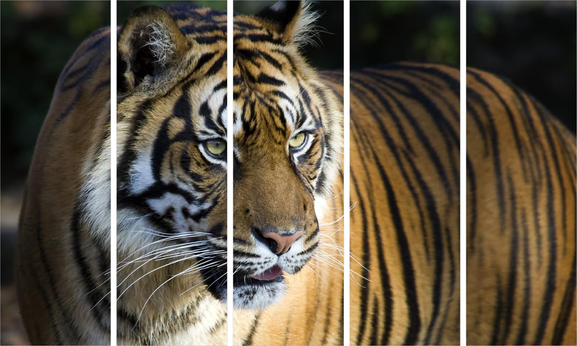 Tiger-rific Multi-Frame Framed Wall Art That Roars Style
