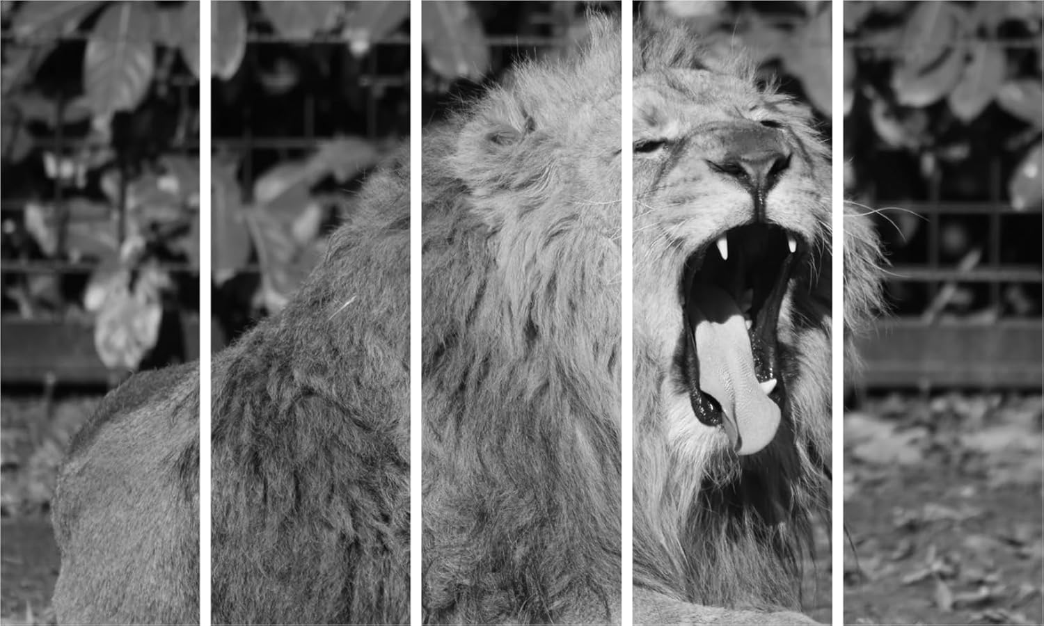 Lion-tastic Multi-Frame Wall Art That Roars Elegance (150x76cm Framed)