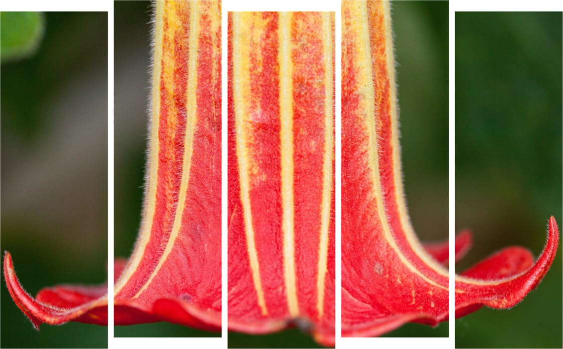 Flower-Power Frame Fiesta: 5-Panel Framed Photography Wall Art That'll Petal-ize Your Walls (127x76cm)