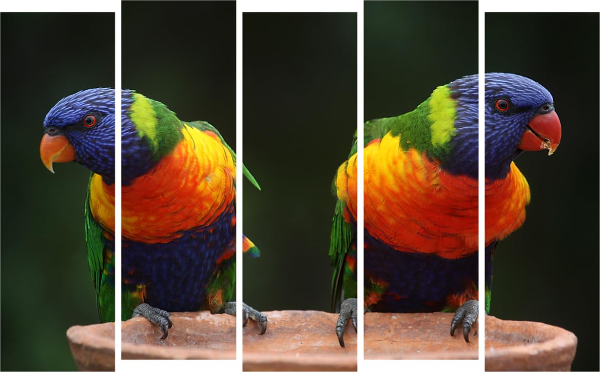 Parrot-tastic 5-Panel Framed Parrots Wall Art That'll Make Your Walls Squawk with Color (127x76cm)