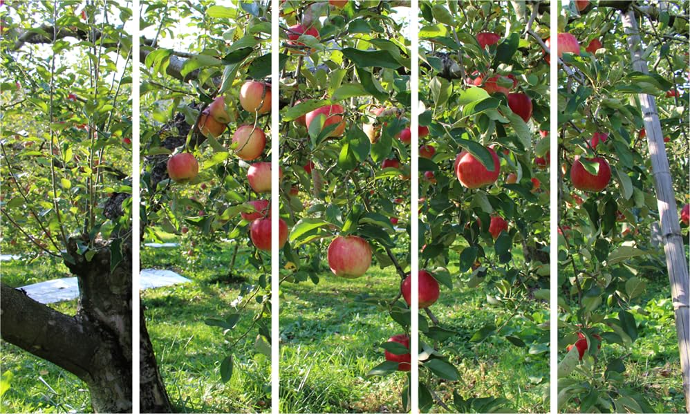 Apple-tastic Multi-Frame Wall Art That'll Tree-mendously Spruce Your Space - Framed Wall Art Photography Masterpiece (150x76cm)