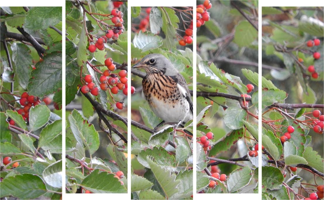 Chirp-tastic Bird Photography Framed Wall Art That'll Make Your Walls Swoon (150x76cm Multi-Panel)