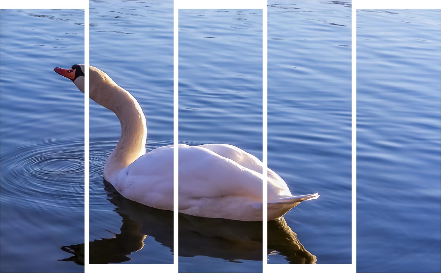 Swan-tastic Framed Photography Wall Art Multi-Frame Marvel