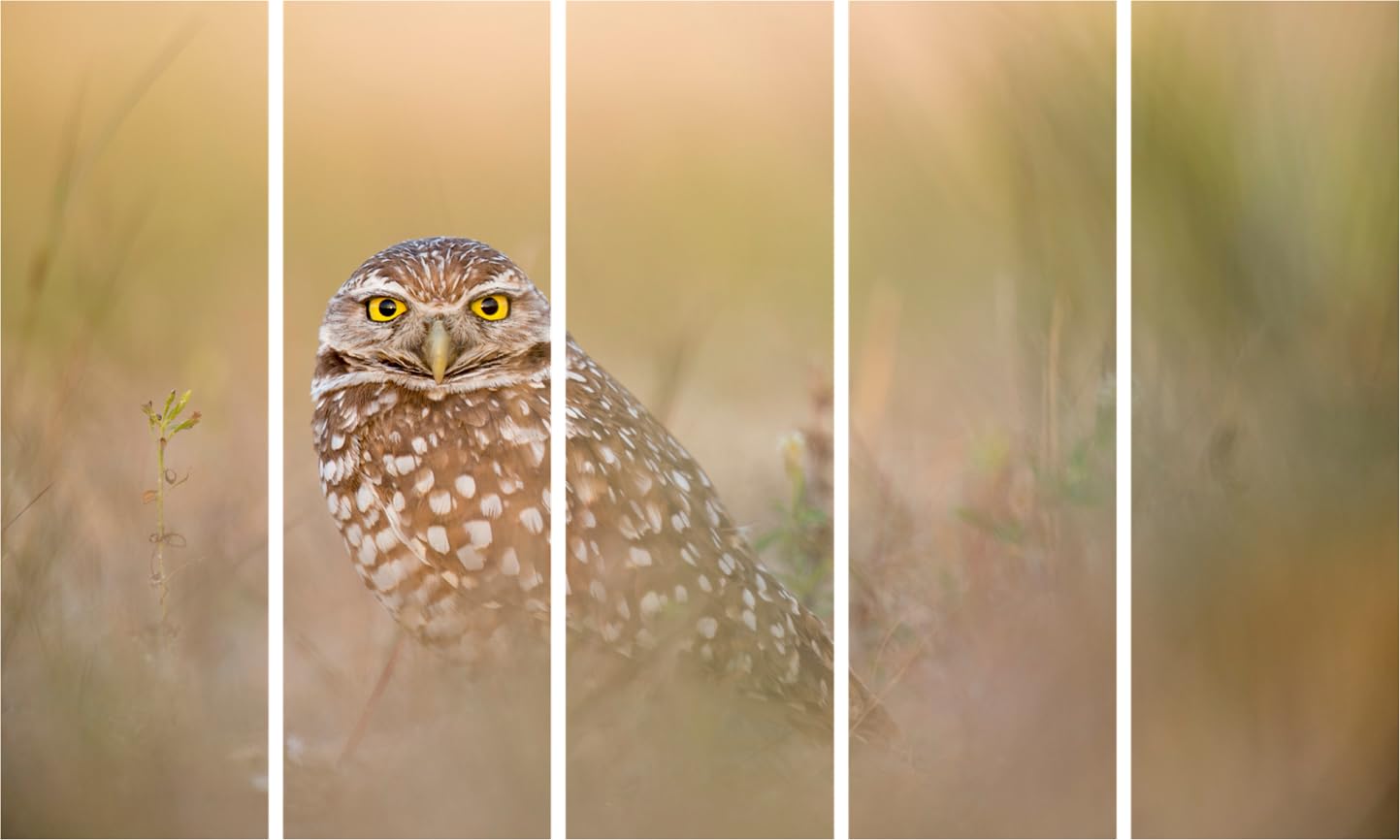 Owl-tastic Multi-Frame Framed Wall Art That'll Make Your Walls Hoot