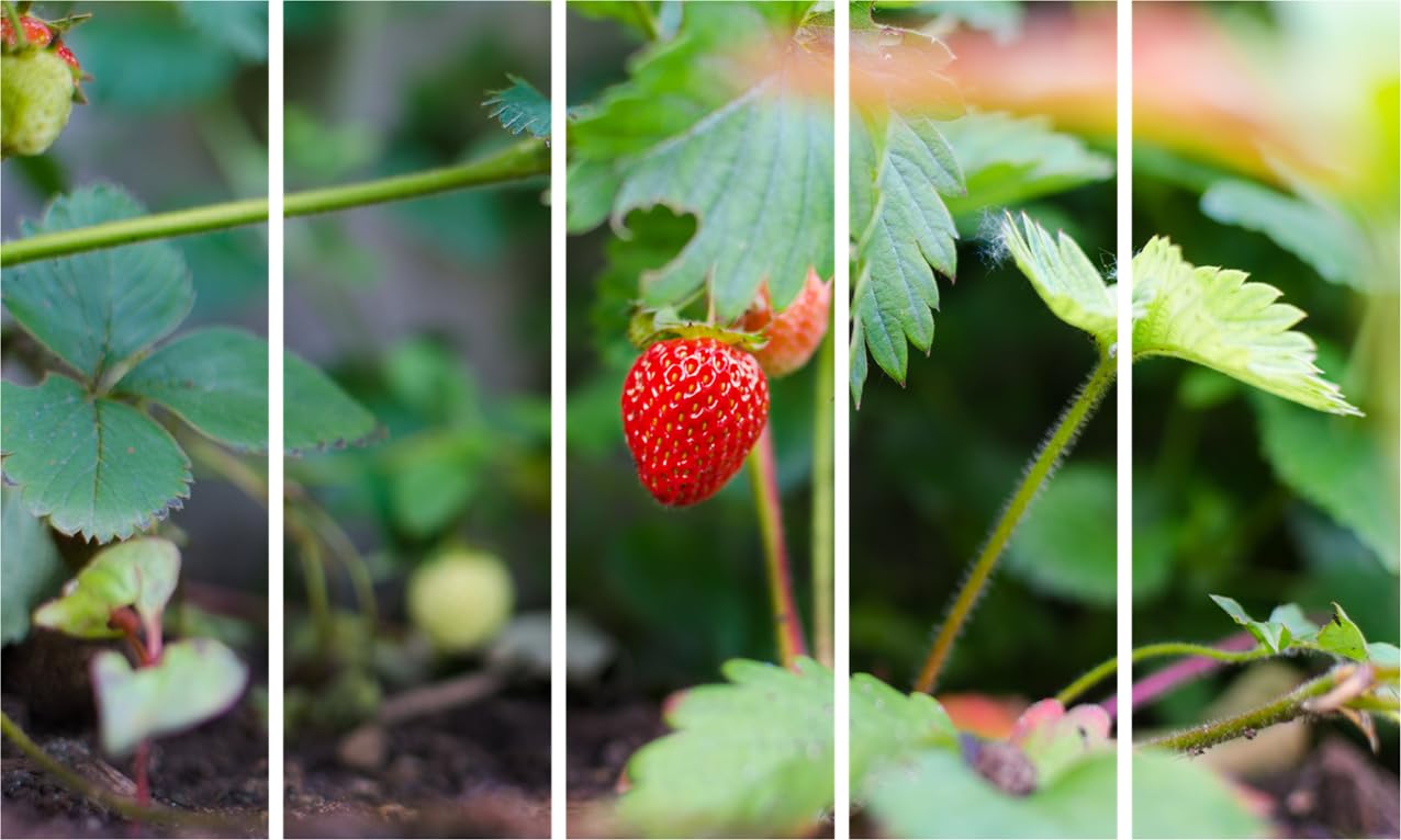 Berrylicious Photography Framed Wall Art That'll Make Your Walls Red-dy for Compliments hanging above a modern sofa.