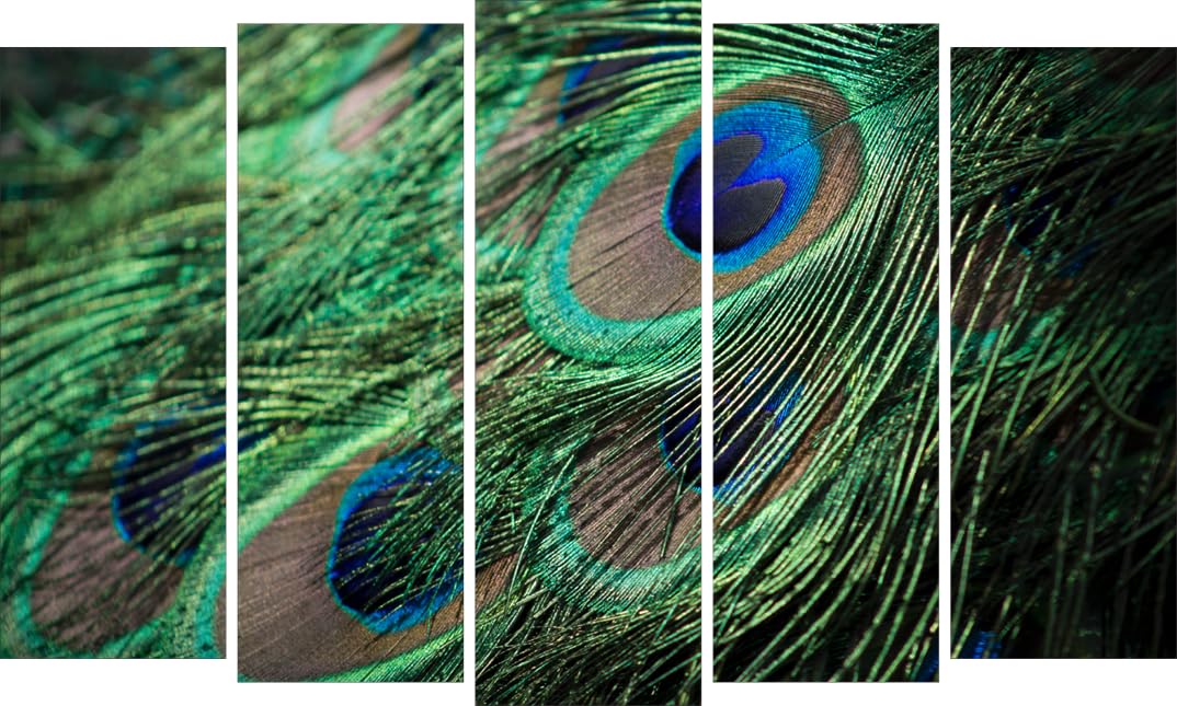 Strut Your Stuff: Peacock Feathers Photography Framed Wall Art showcasing vibrant blue and green feathers across five panels