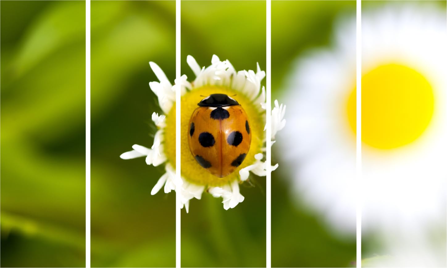 Ladybug-tastic Framed Photography Wall Art to Bug Your Walls