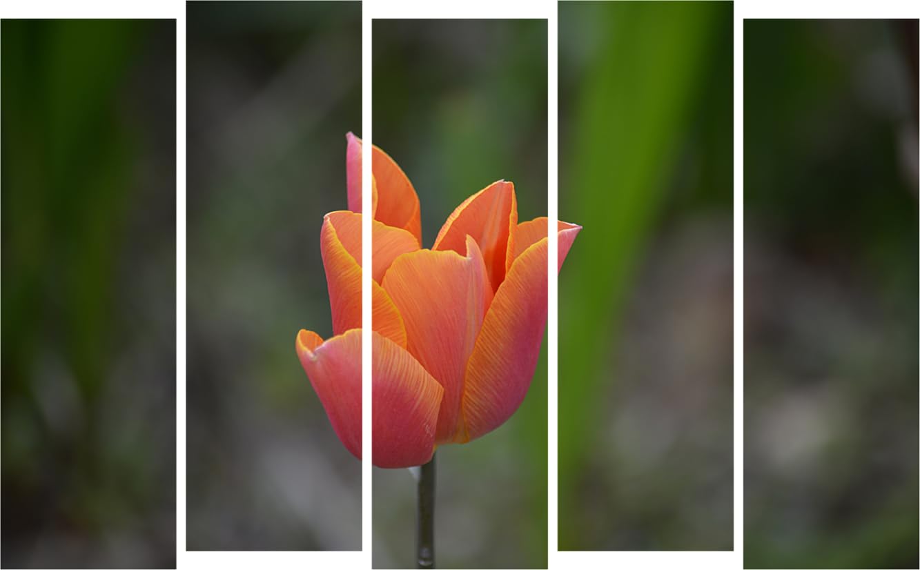 Flower-tastic 5-Panel Photography Framed Wall Art That's Bloomin' Gorgeous (127x76cm)