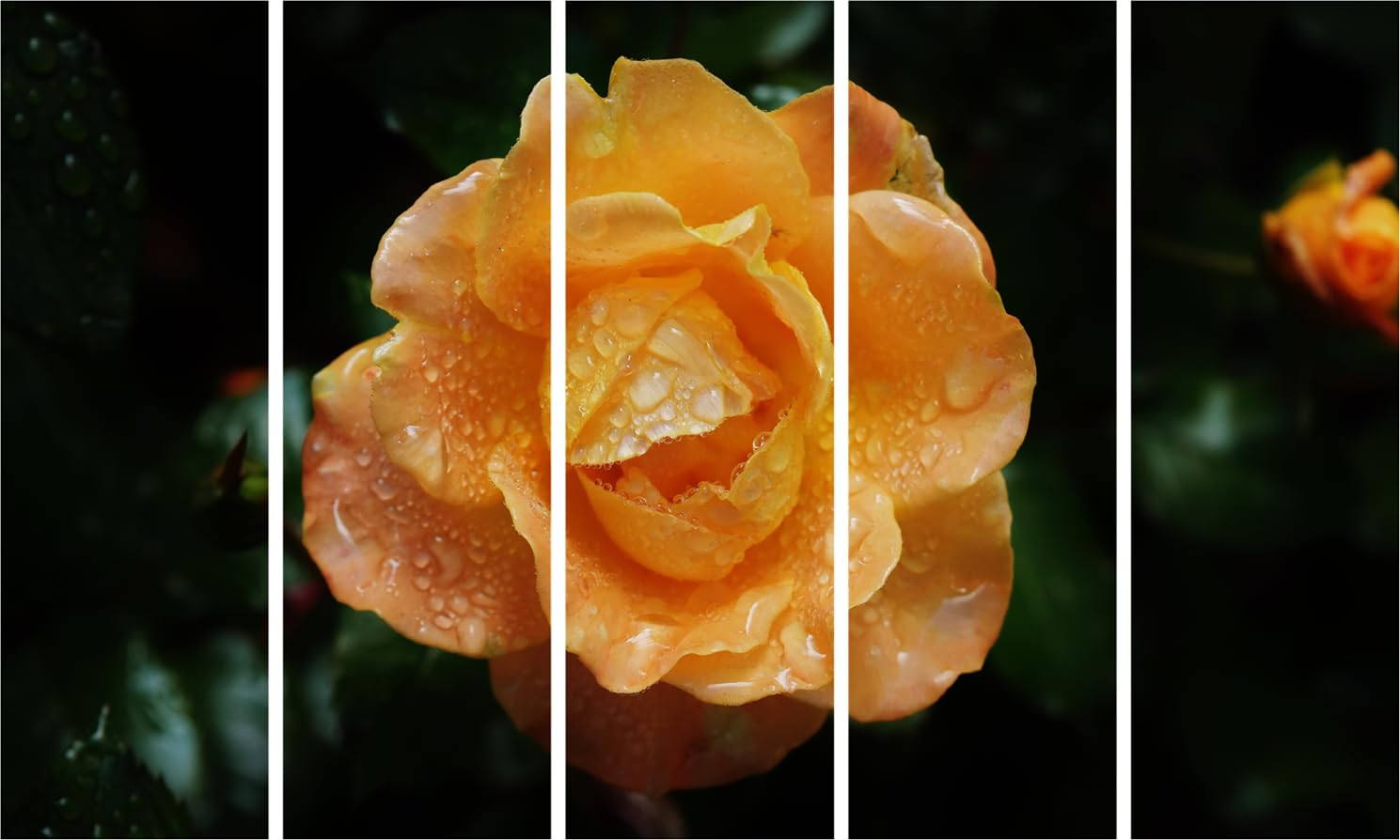 Rose-tastic Multi-Frame Photography Wall Art That'll Make Your Walls Blossom - Framed Elegance (150x76cm)
