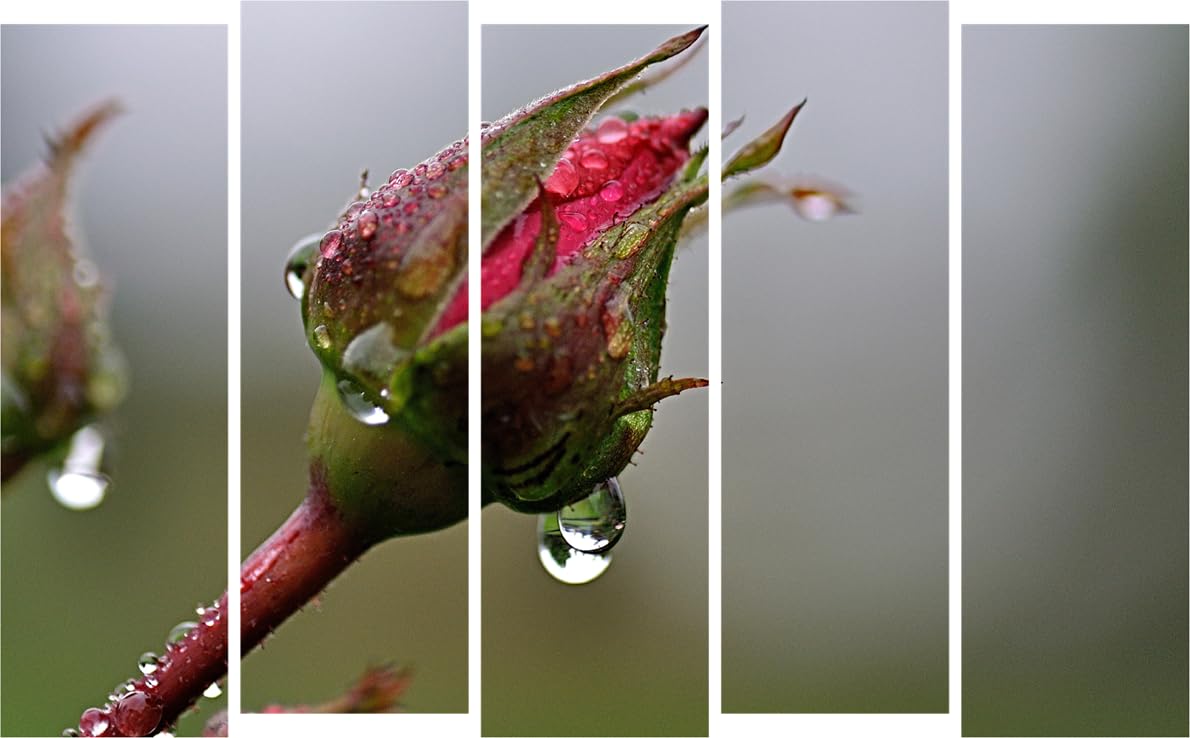 Flower-fab 5-Panel Wall Art Thatll Make Your Walls Bloomin - Splash-Proof Framed Floral Photography Fiesta (127x76cm)