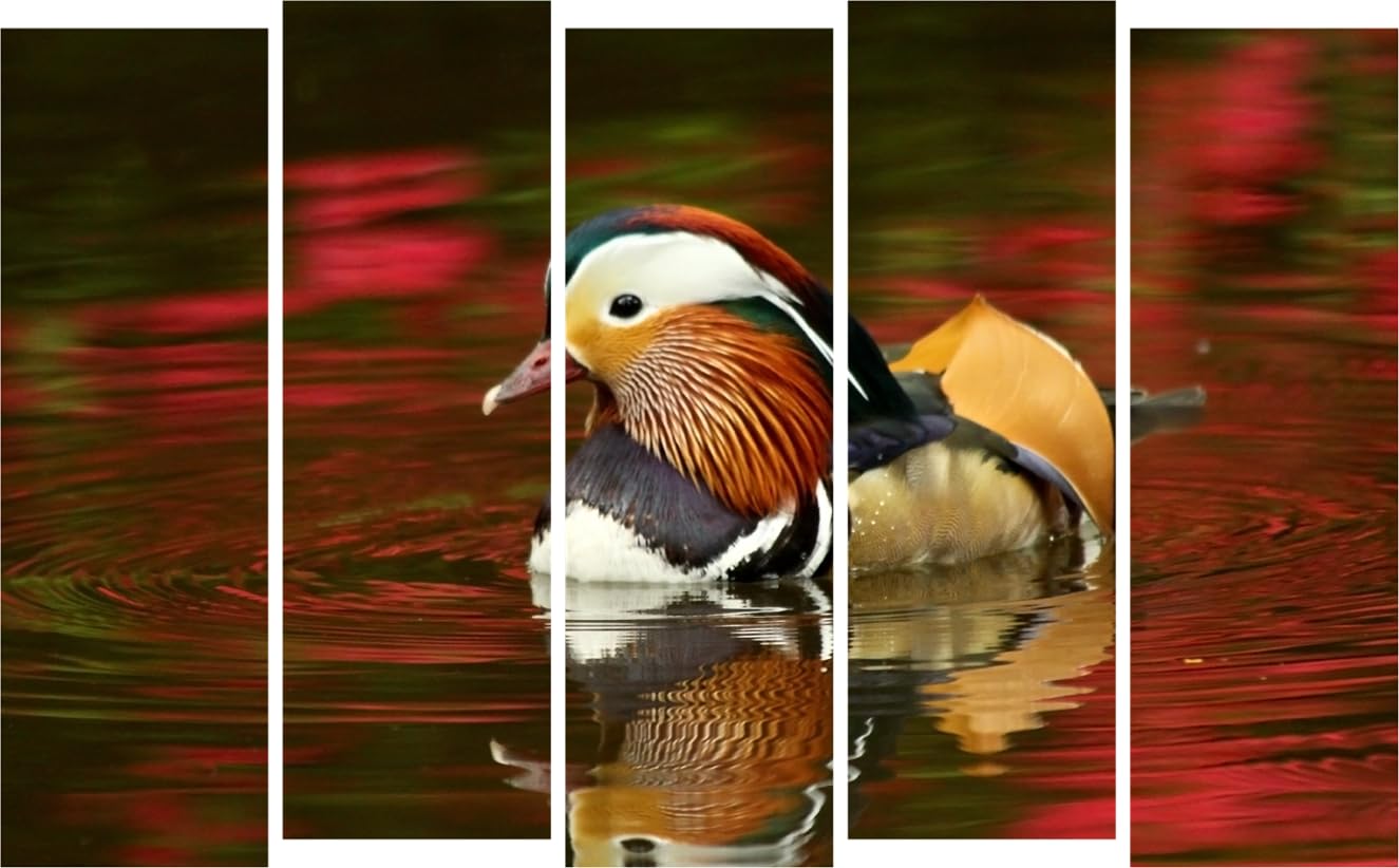 Quacktastic Photography Framed Wall Art That'll Make Your Walls Duck Up Their Style (150×76cm)