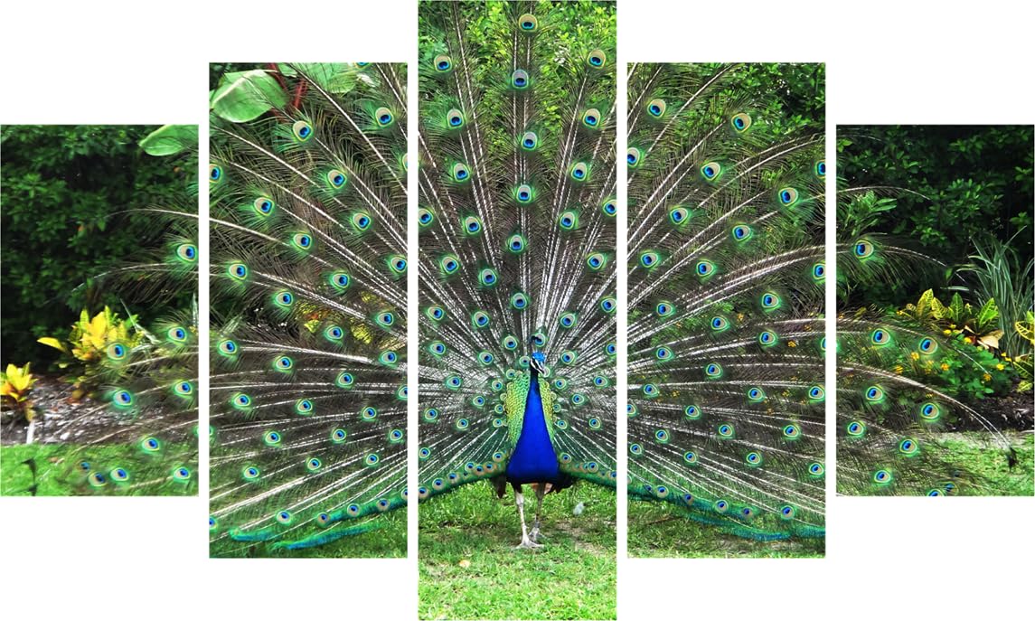 Peacock-tastic Framed Vinyl Wall Art  Feathered Fiesta in 5 Panels against a light grey wall