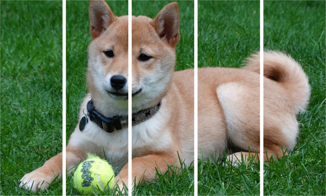 Paw-some Framed 5-Frame Dog Photography Wall Art That'll Have Your Walls Wagging
