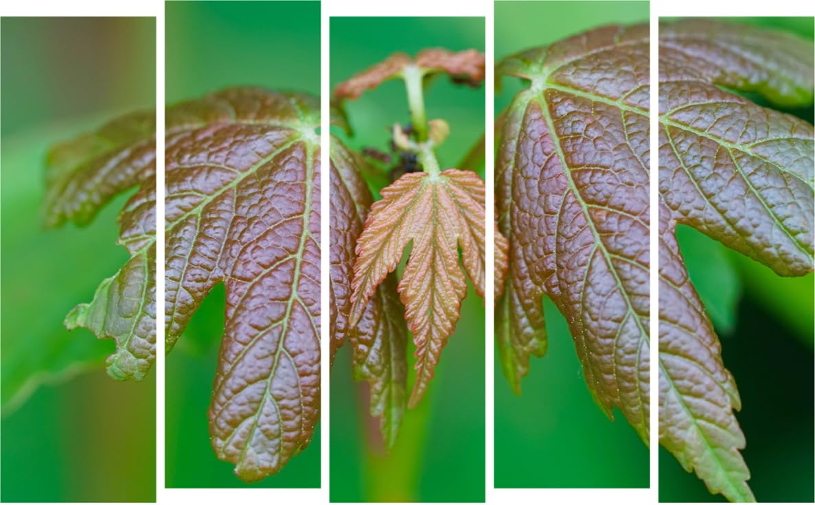 Leaf-tastic 5-Frame Photography Print Framed Wall Art to Make Your Walls Unbe-leaf-able (50x30 inches)