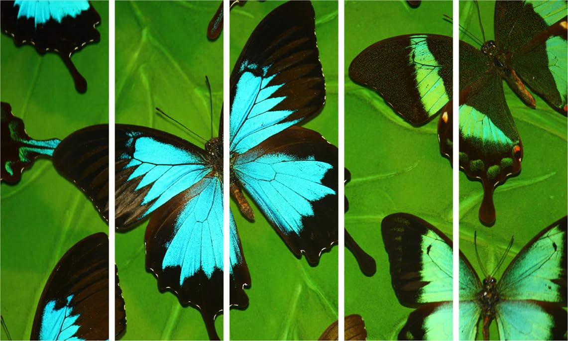 Flutter into Art: Butterfly Photography Framed Wall Art displayed above a sofa