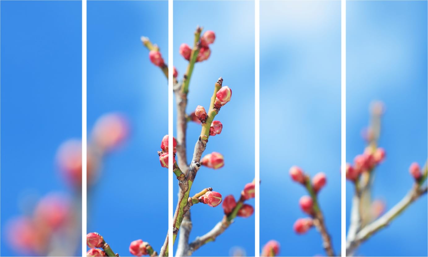 Flower Buds Photography Framed Wall Art Bliss