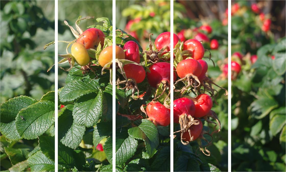 Close-up of Berry Burst Fiesta Photography Wall Art displaying vibrant berry colors across five framed panels.