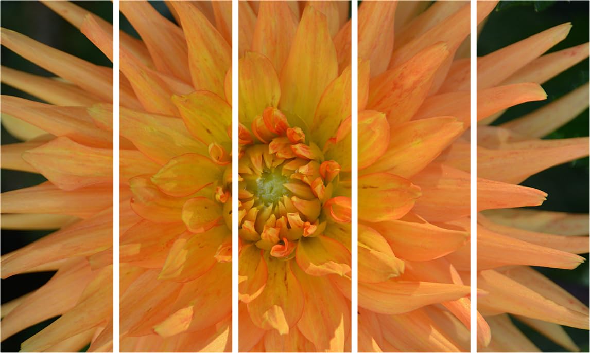 Petal-Popping Flower Photography Framed Wall Art in 5-Frame Splendor (150x76cm)