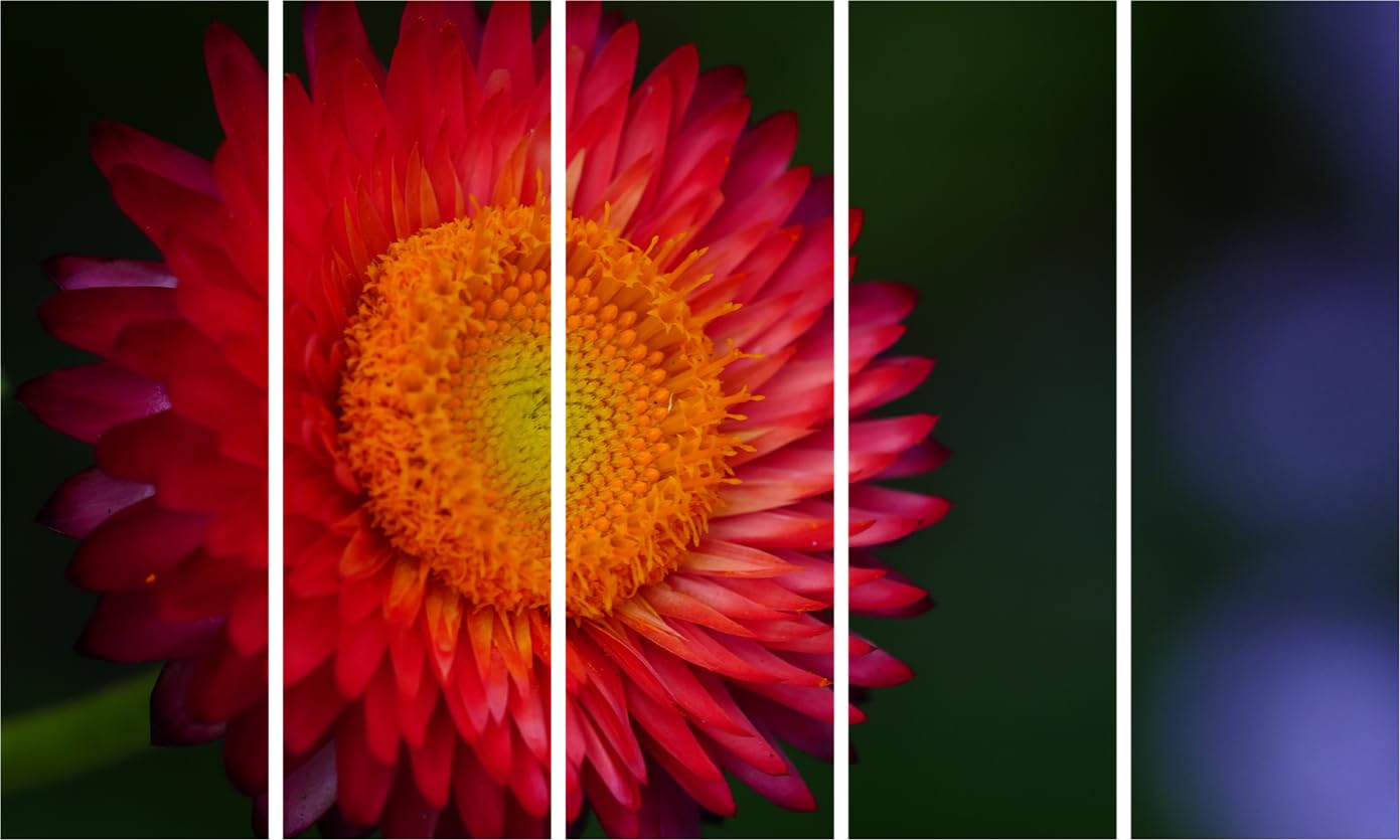 Floral Fiesta Photography Framed Wall Art That'll Make Your Space Bloom - Multi-Panel Flower Frames (127x76cm)